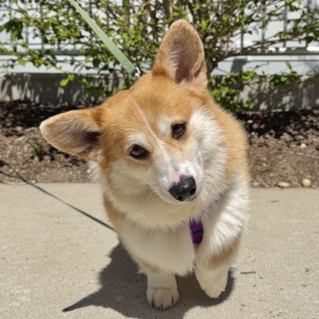 Balen Corgi, Pembroke Welsh Brown None