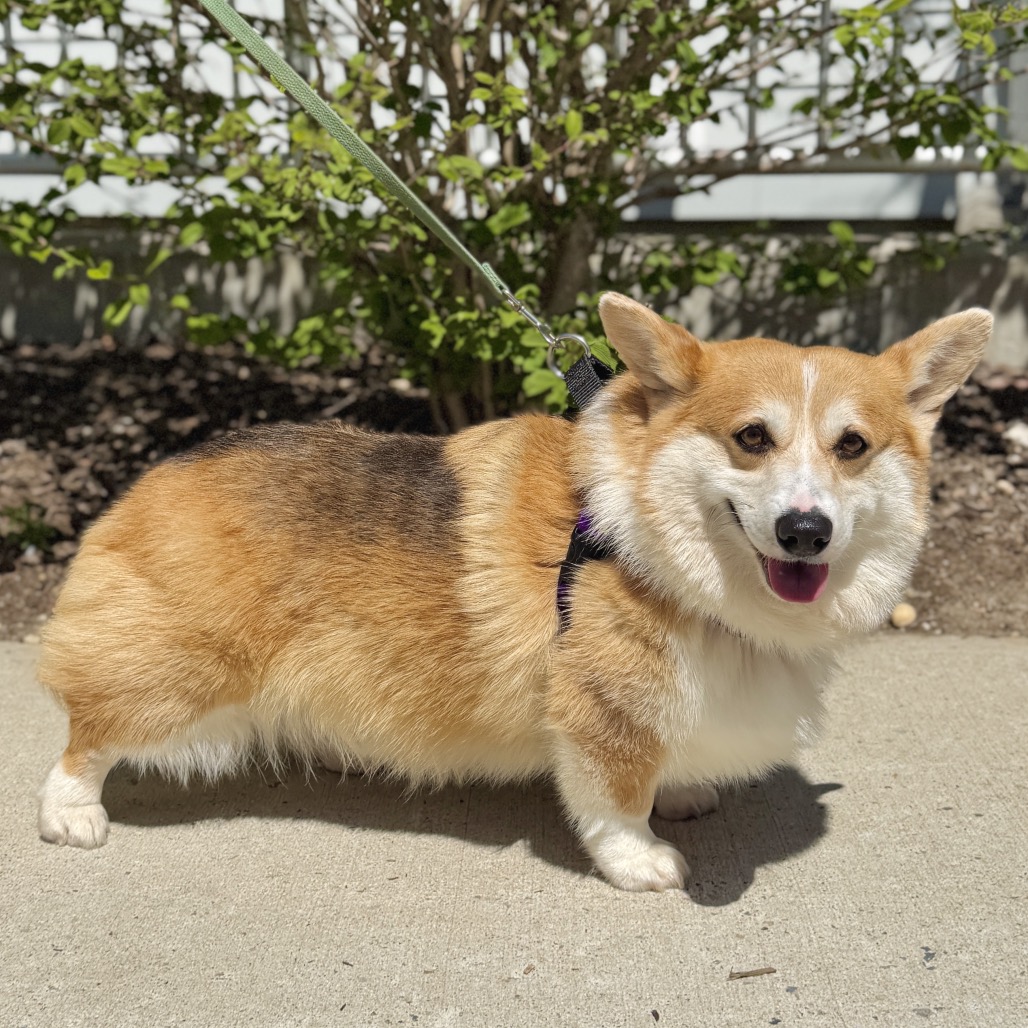 Balen Corgi, Pembroke Welsh Brown None