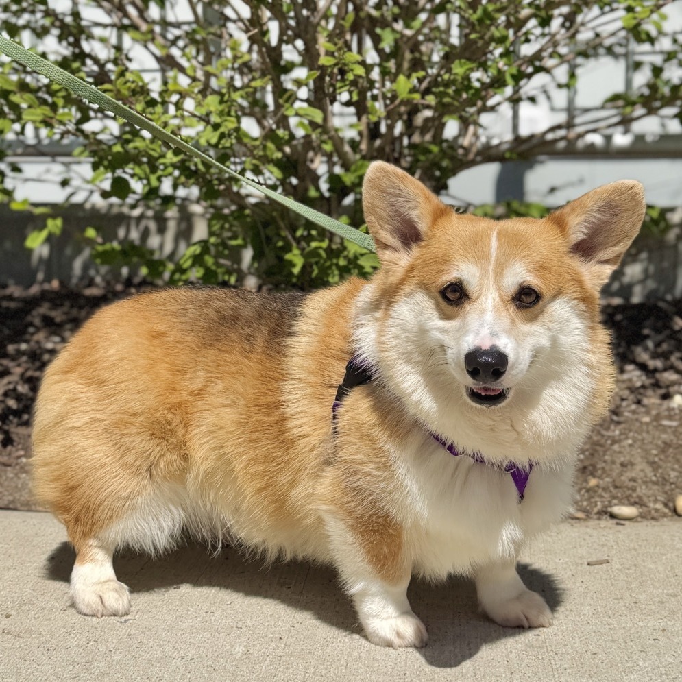 Balen Corgi, Pembroke Welsh Brown None