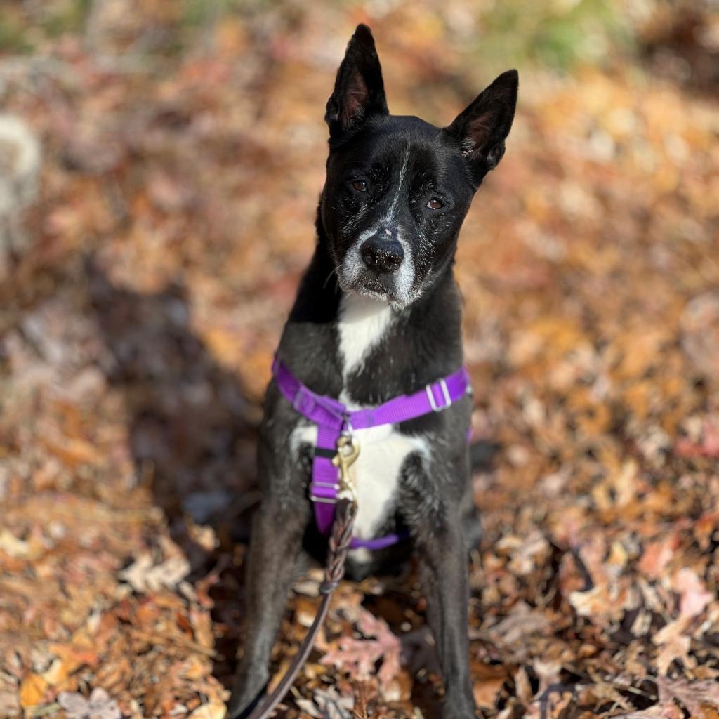 Daisy Shepherd/Terrier, Pit Bull Black None
