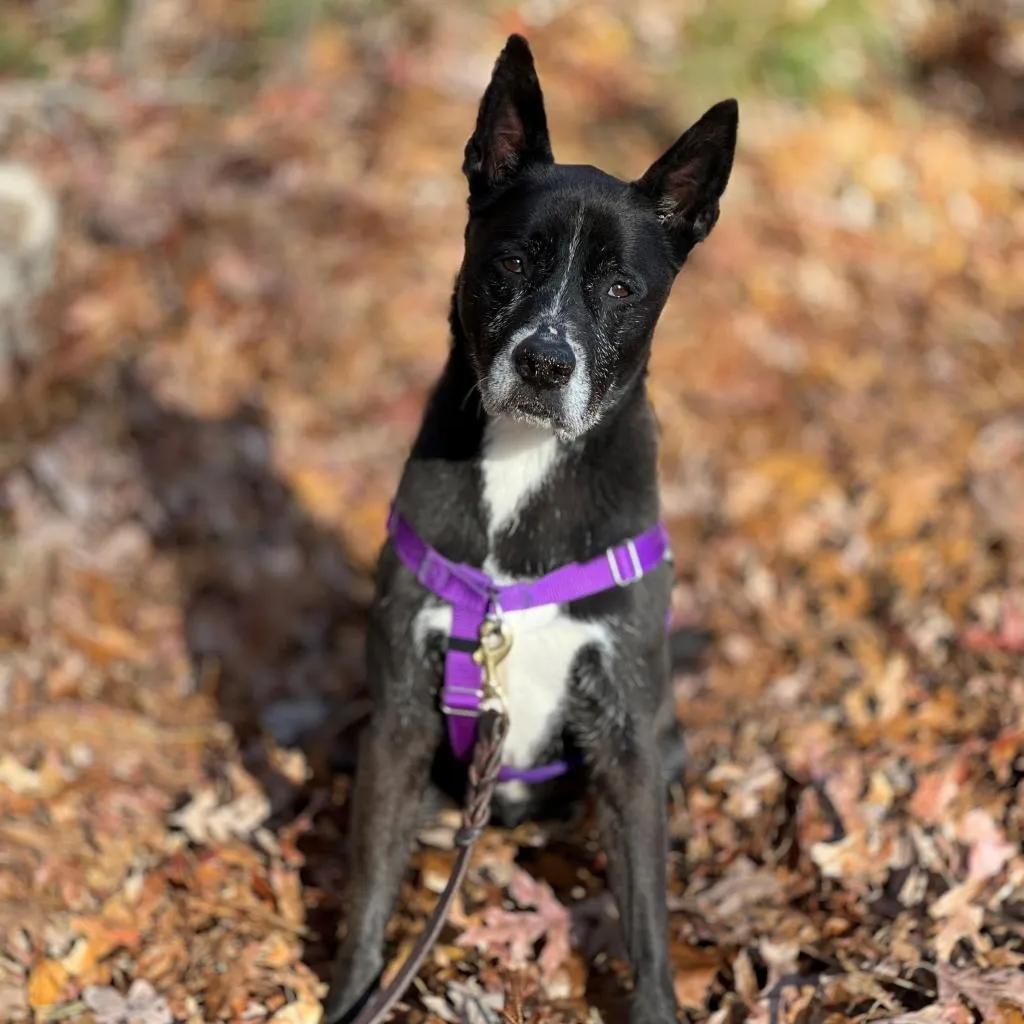 Daisy Shepherd/Terrier, Pit Bull Black None