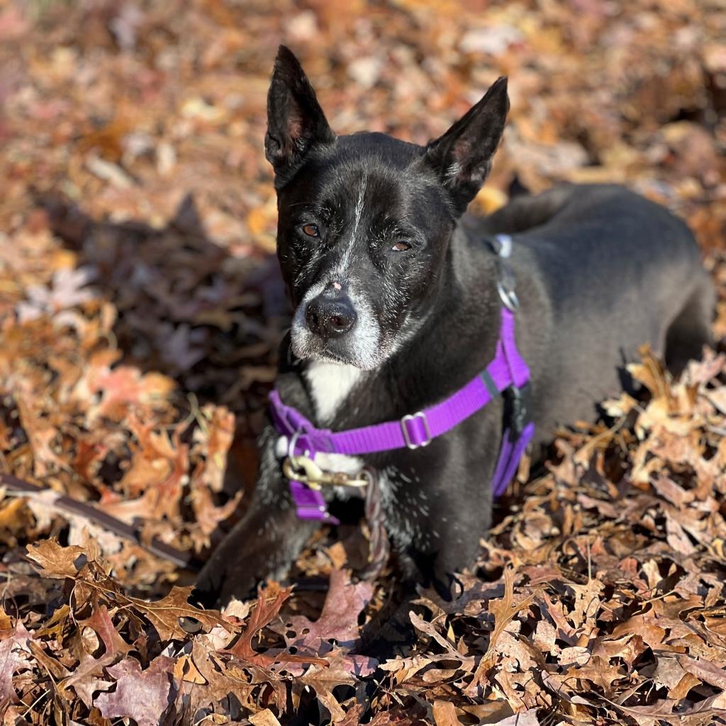 Daisy Shepherd/Terrier, Pit Bull Black None