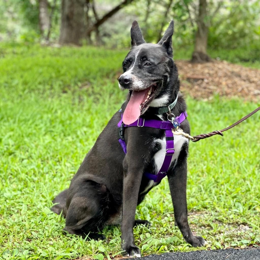 Daisy Shepherd/Terrier, Pit Bull Black None