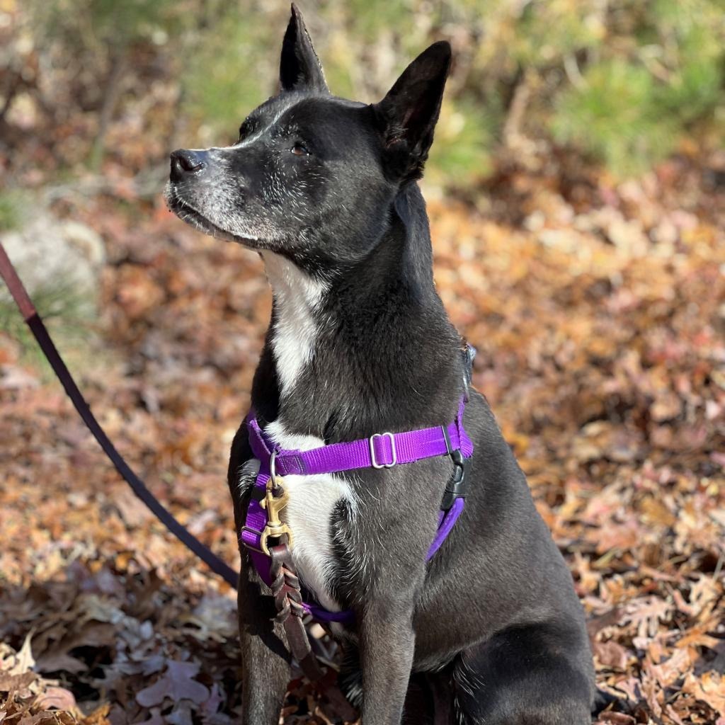 Daisy Shepherd/Terrier, Pit Bull Black None