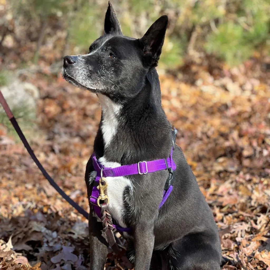 Daisy Shepherd/Terrier, Pit Bull Black None