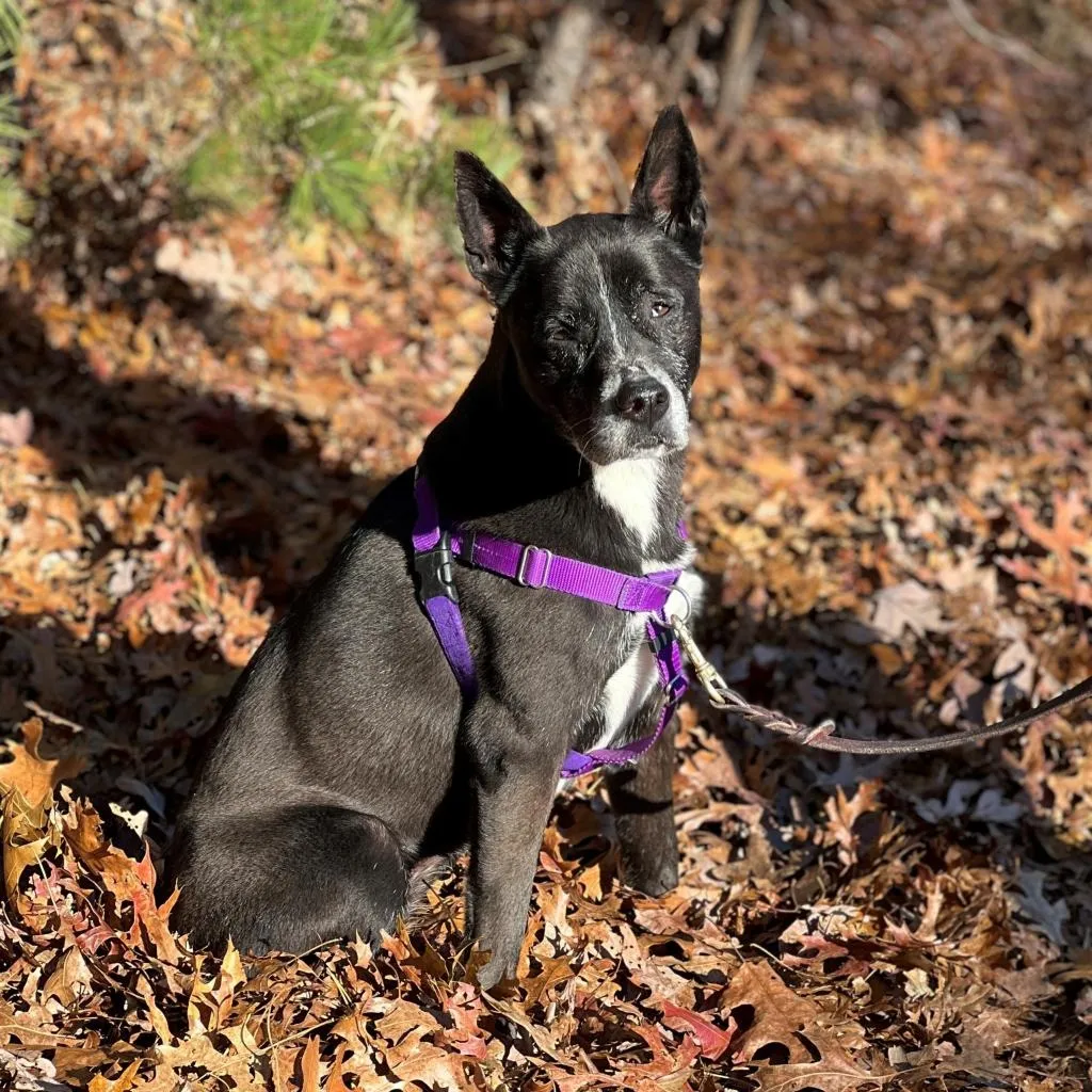 Daisy Shepherd/Terrier, Pit Bull Black None
