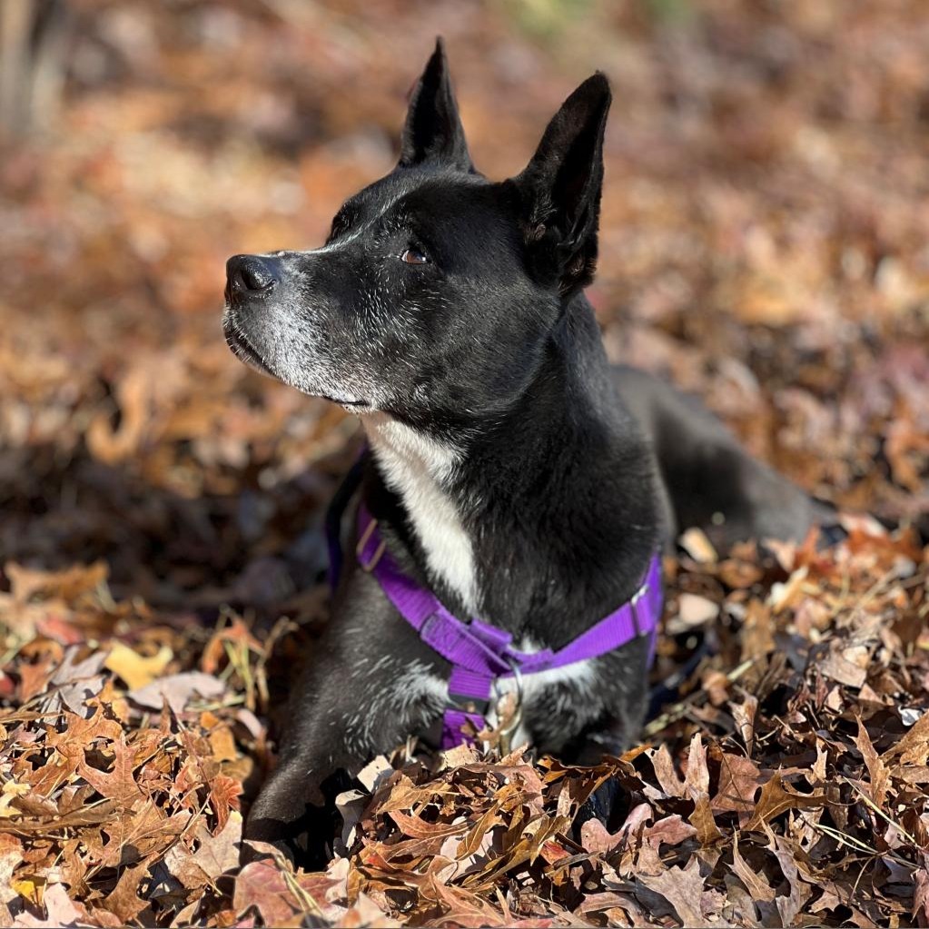 Daisy Shepherd/Terrier, Pit Bull Black None