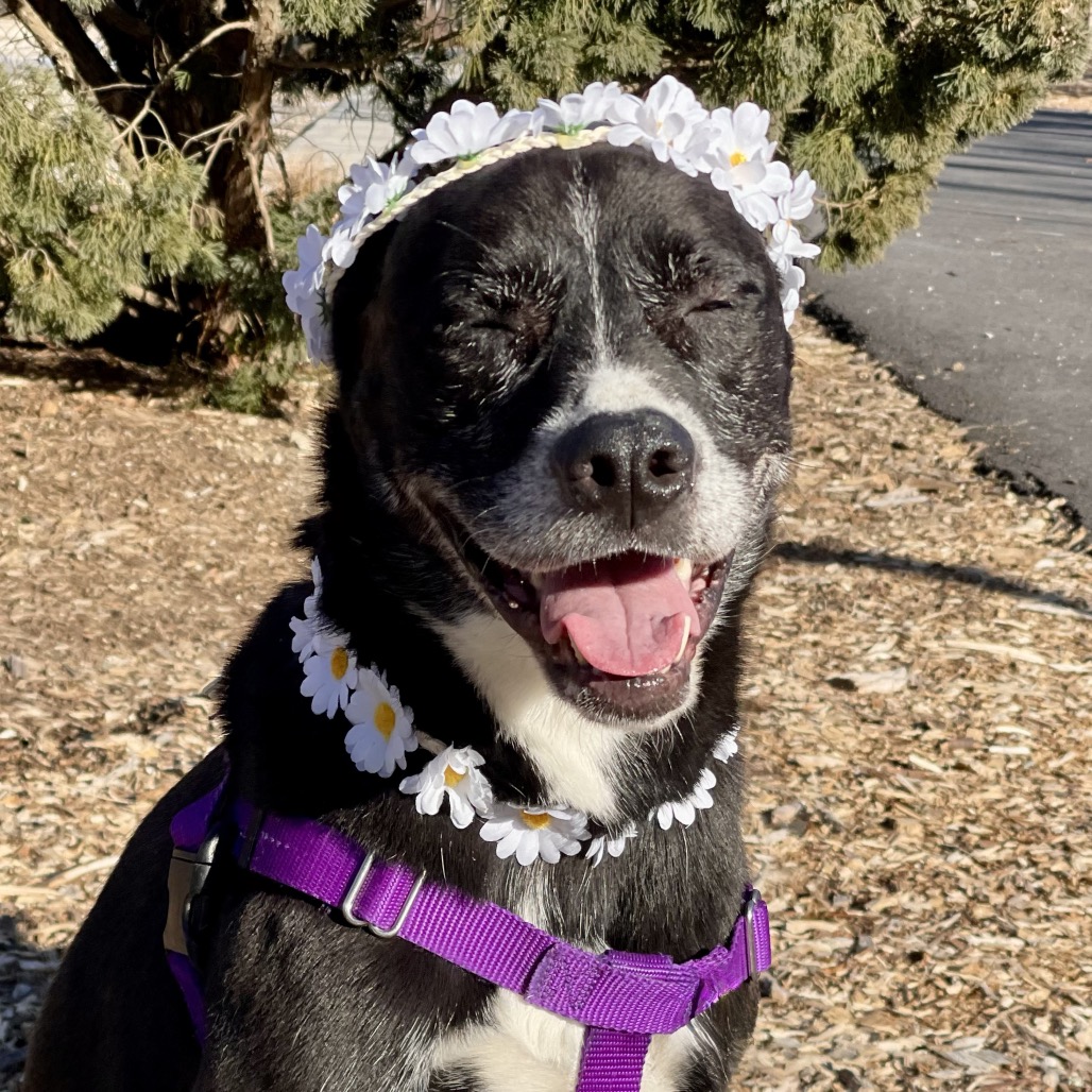 Daisy Shepherd/Terrier, Pit Bull Black None