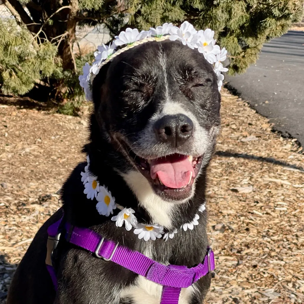 Daisy Shepherd/Terrier, Pit Bull Black None