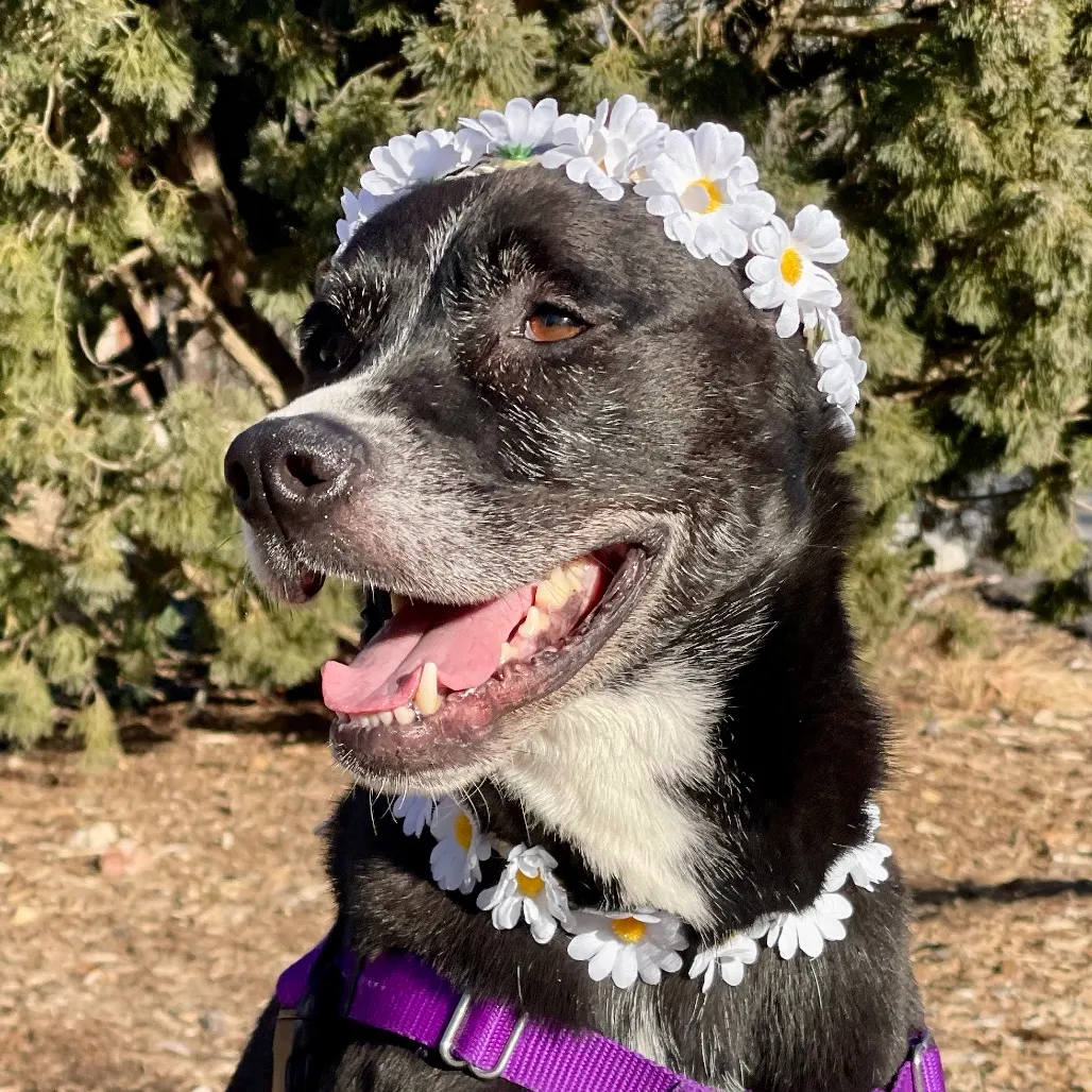 Daisy Shepherd/Terrier, Pit Bull Black None