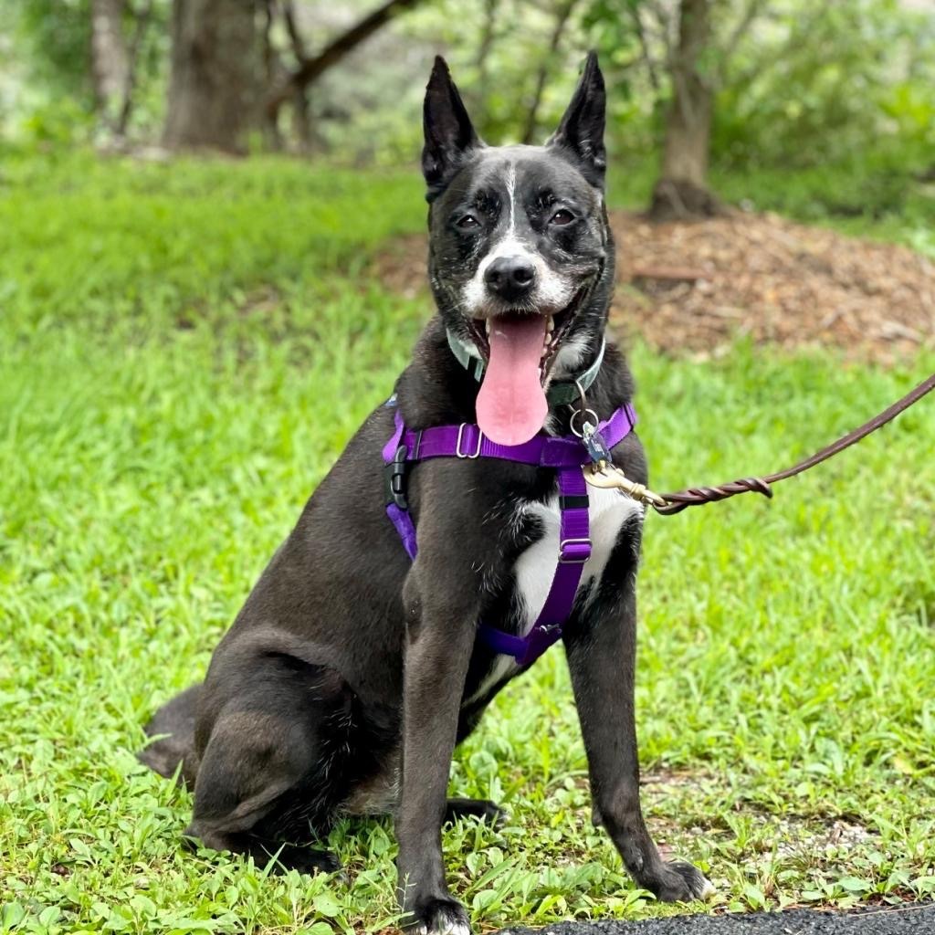Daisy Shepherd/Terrier, Pit Bull Black None