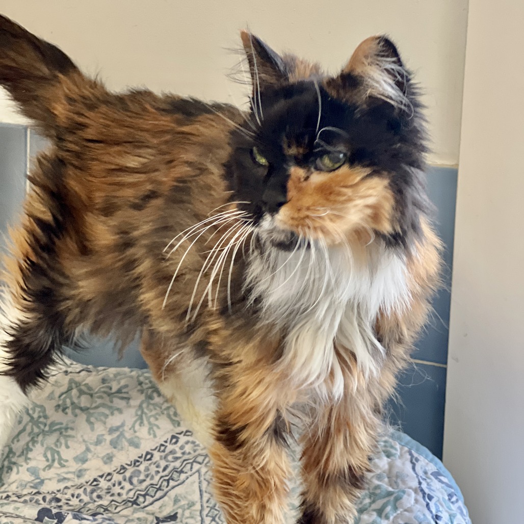 Mia Domestic Medium Hair Calico