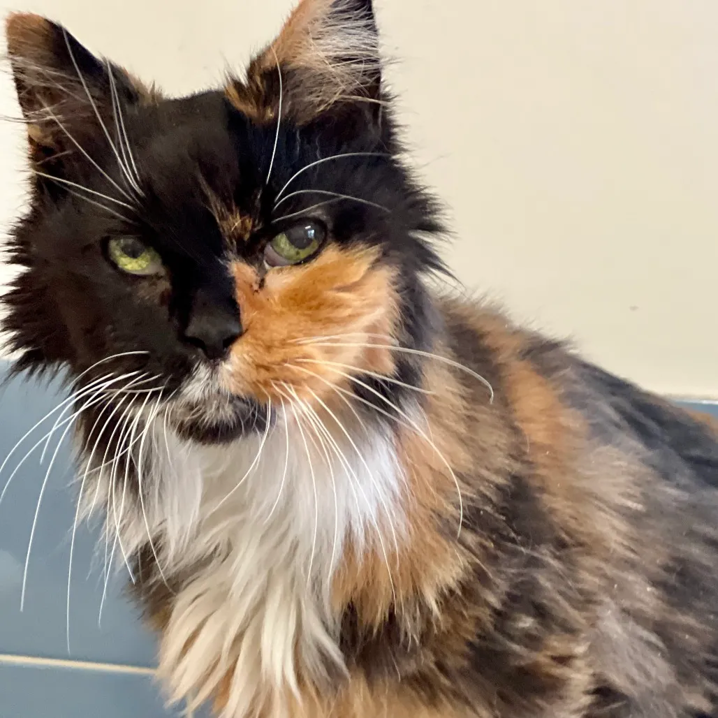 Mia Domestic Medium Hair Calico 
