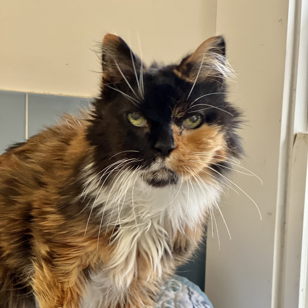 Mia Domestic Medium Hair Calico