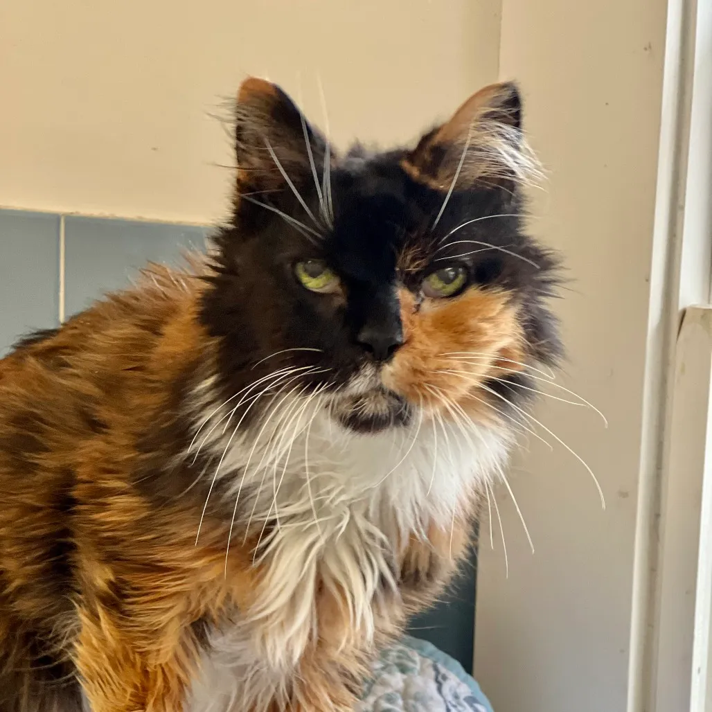 Mia Domestic Medium Hair Calico 