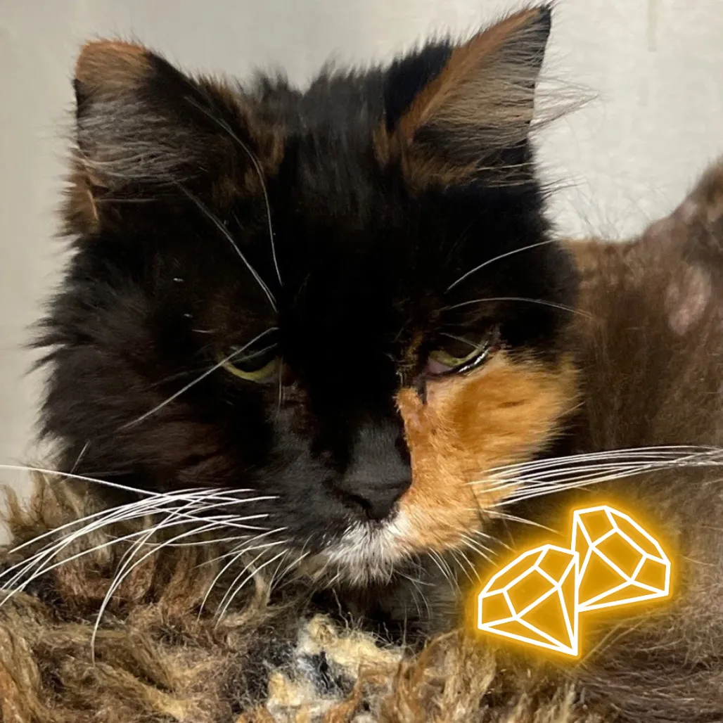Mia Domestic Medium Hair Calico 