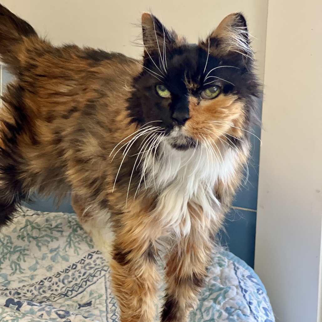 Mia Domestic Medium Hair Calico