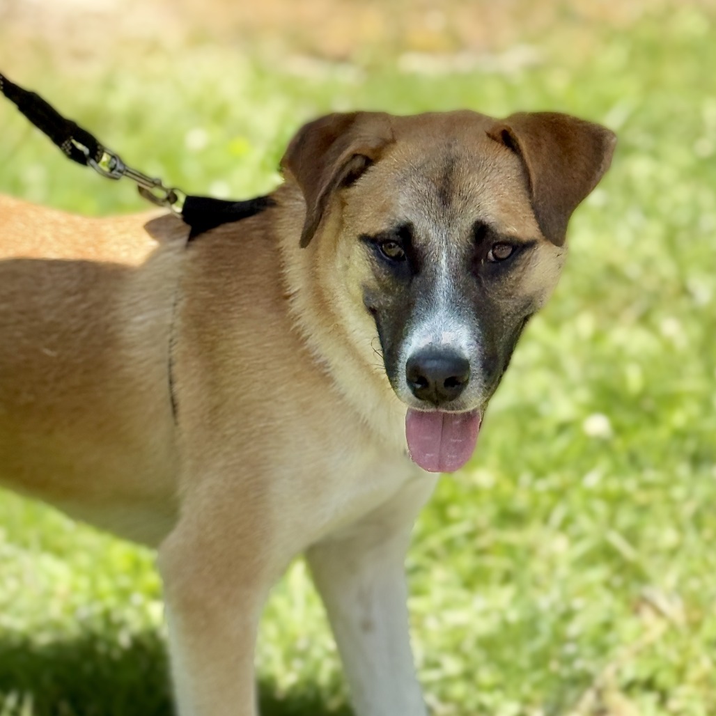 Balto Shepherd, Anatolian White