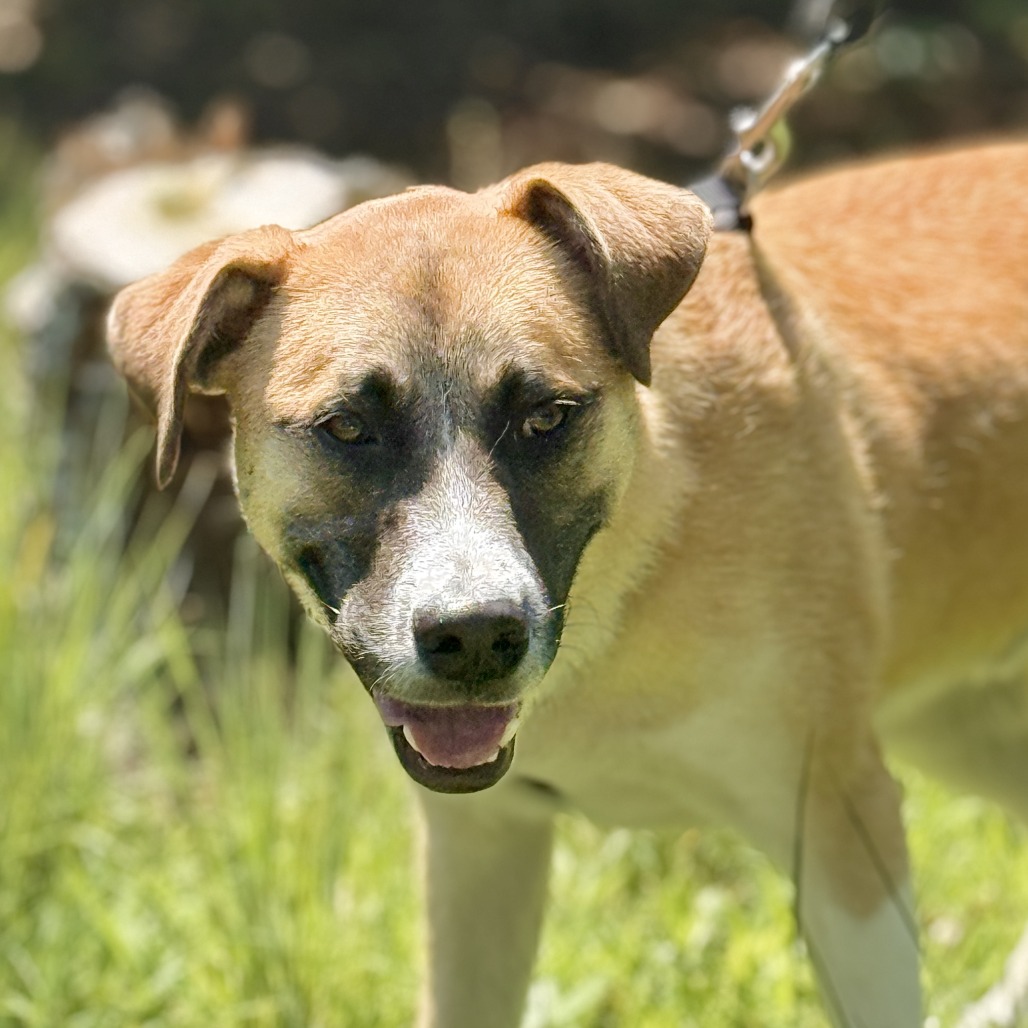 Balto Shepherd, Anatolian White