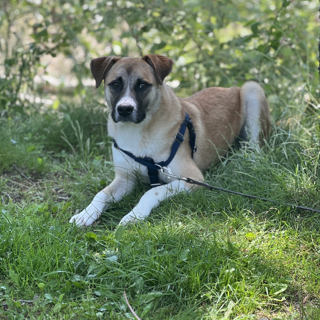 Balto Shepherd, Anatolian White