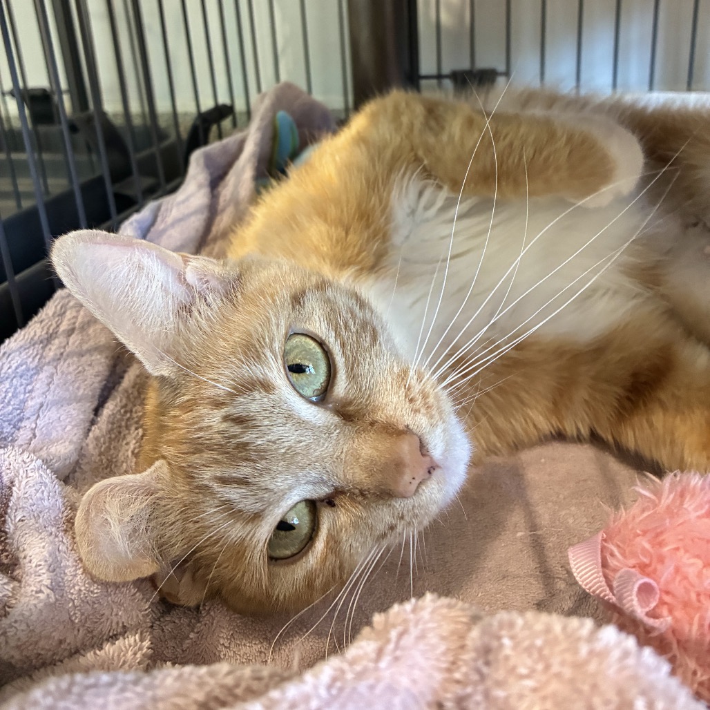 Thea Domestic Shorthair Orange