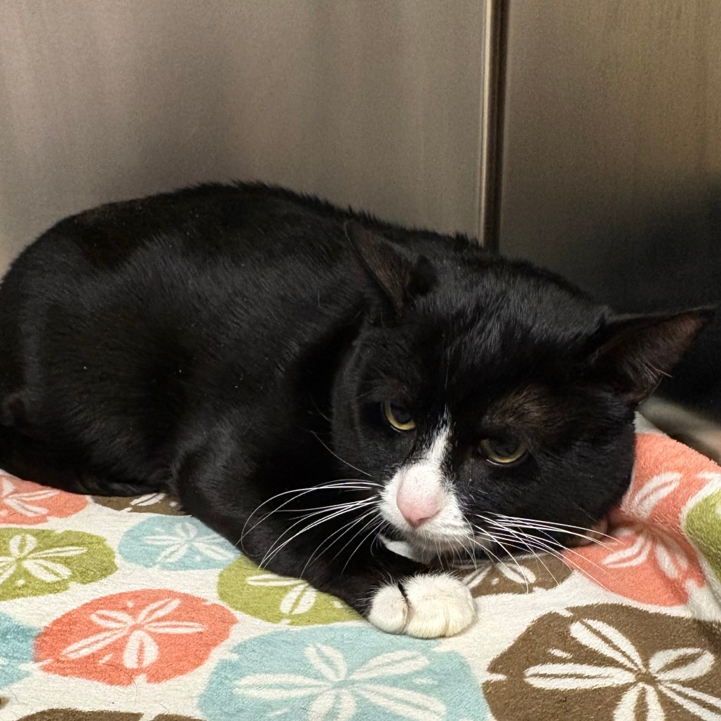 Fred Domestic Shorthair Black