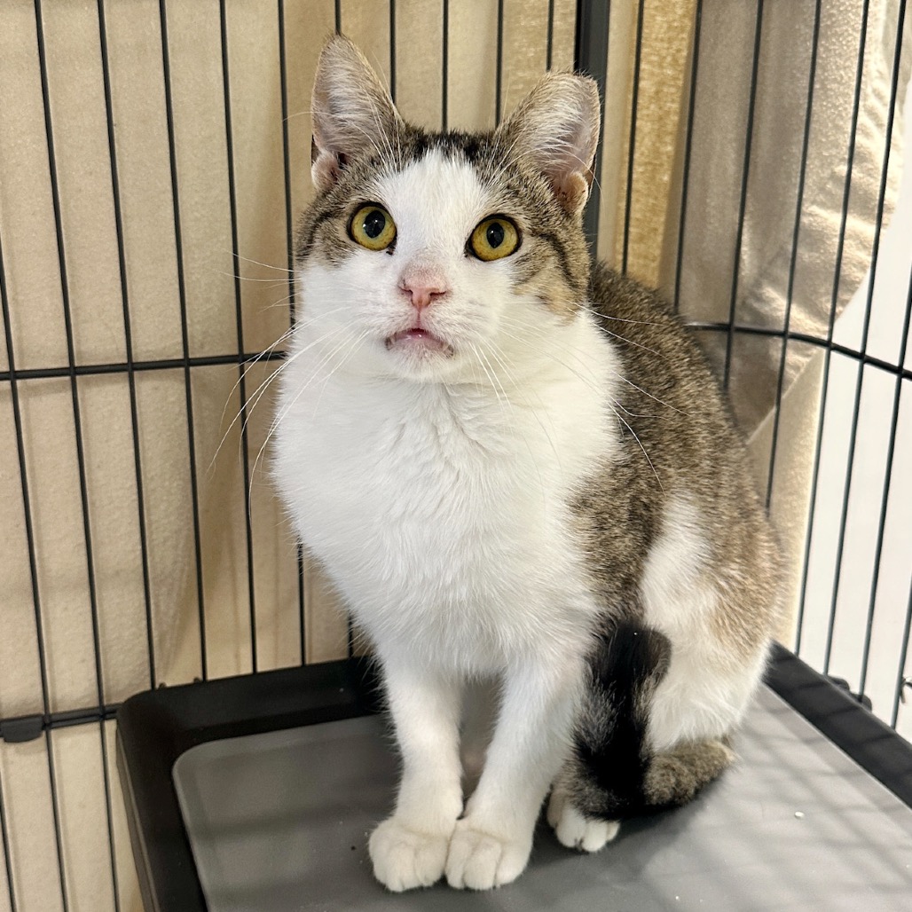 Zion Domestic Shorthair Buff