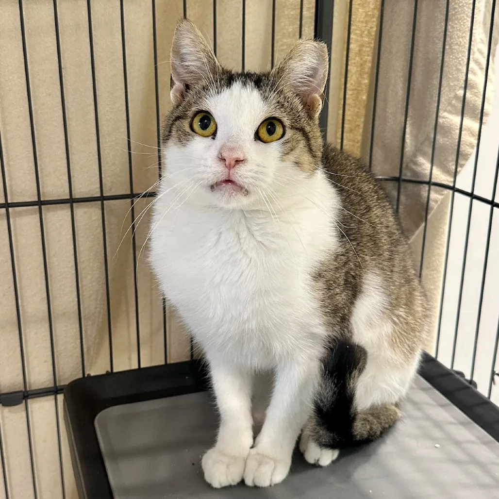 Zion Domestic Shorthair Buff 