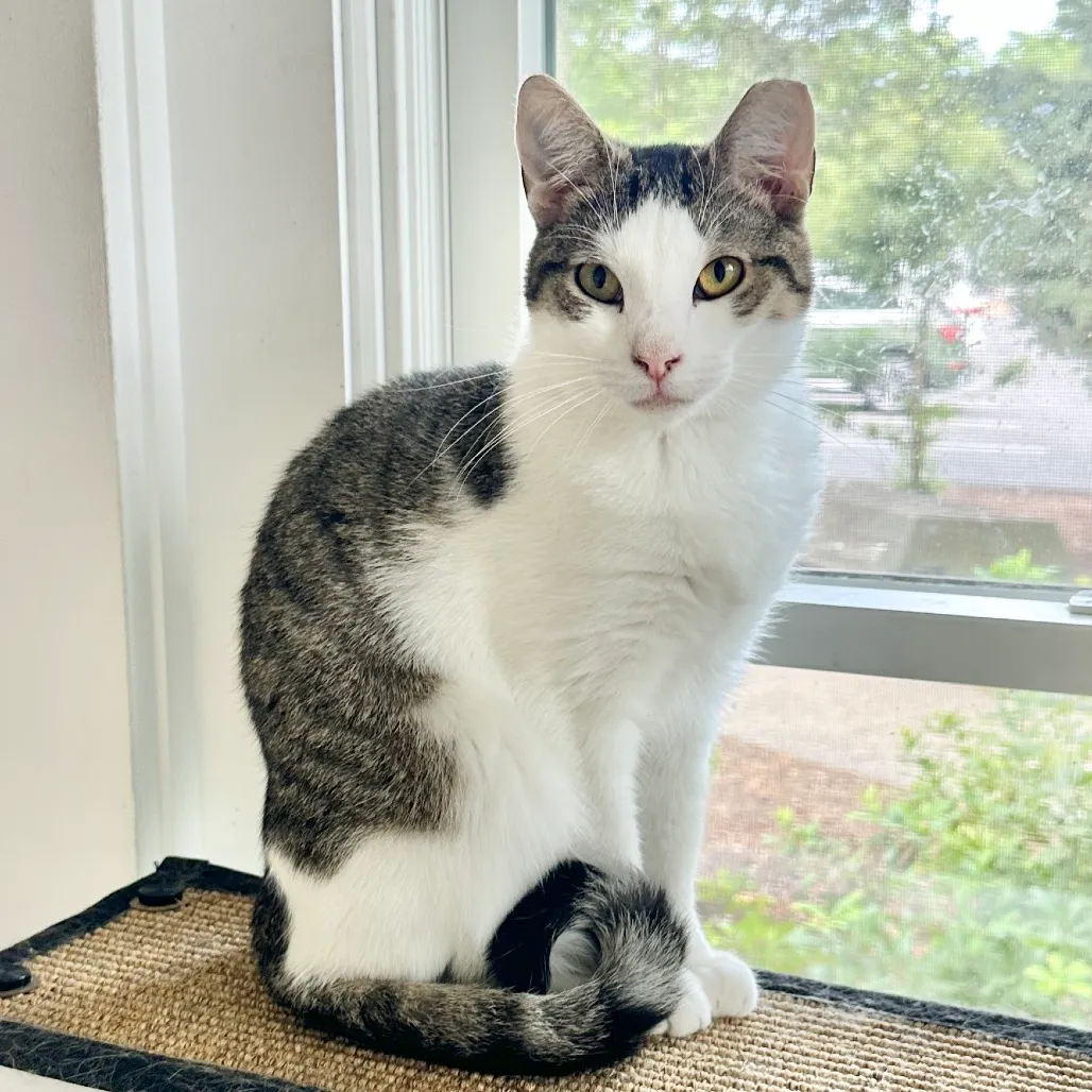 Zion Domestic Shorthair Buff 