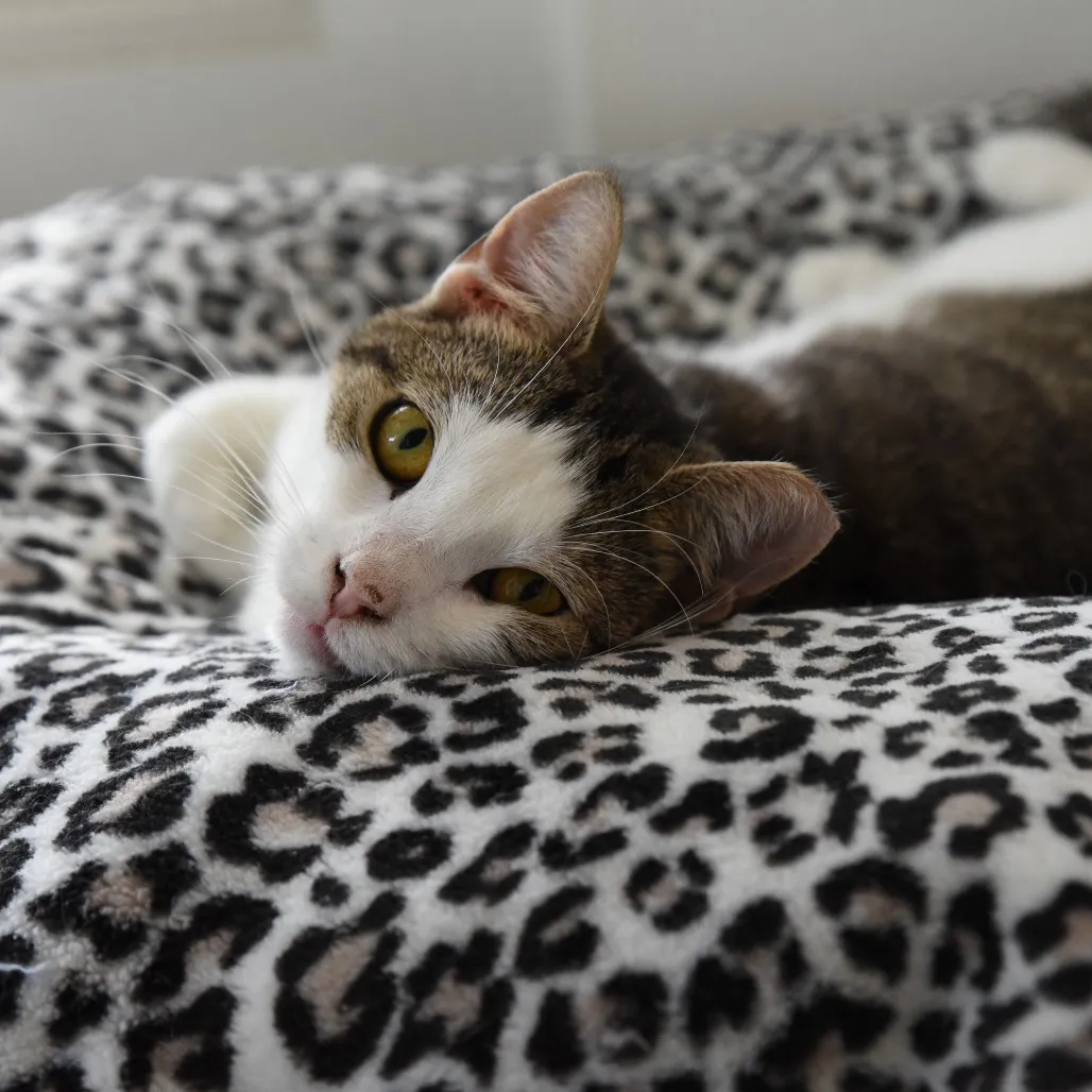 Zion Domestic Shorthair Buff 