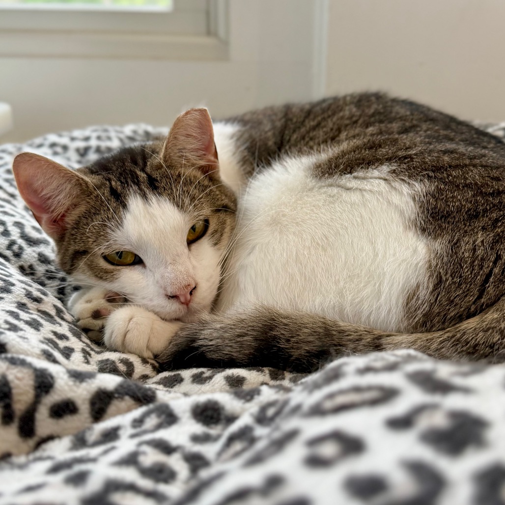 Zion Domestic Shorthair Buff