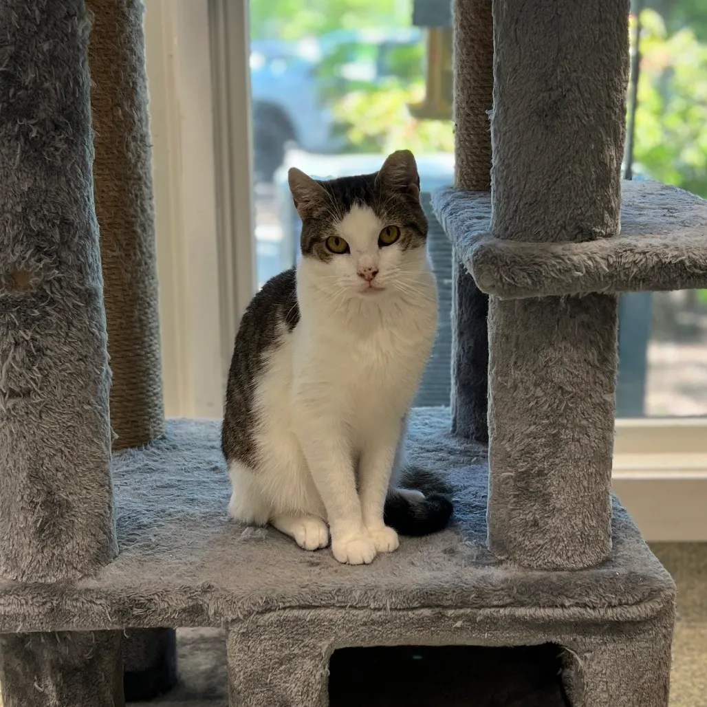 Zion Domestic Shorthair Buff 