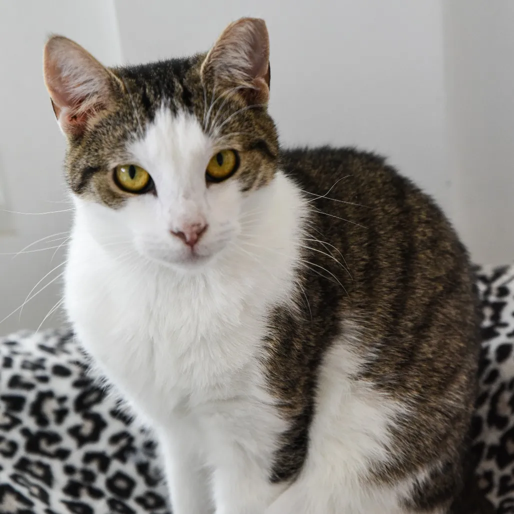 Zion Domestic Shorthair Buff 