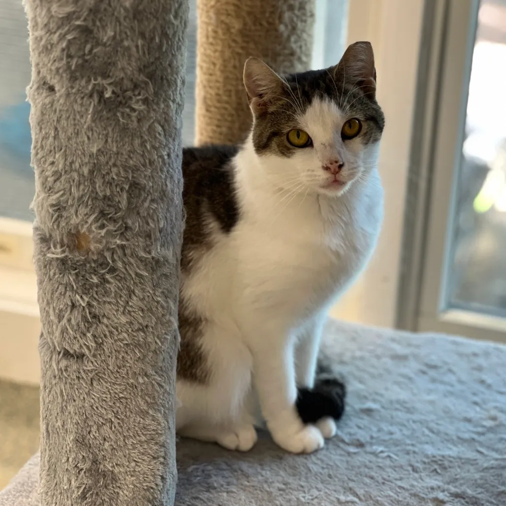 Zion Domestic Shorthair Buff 