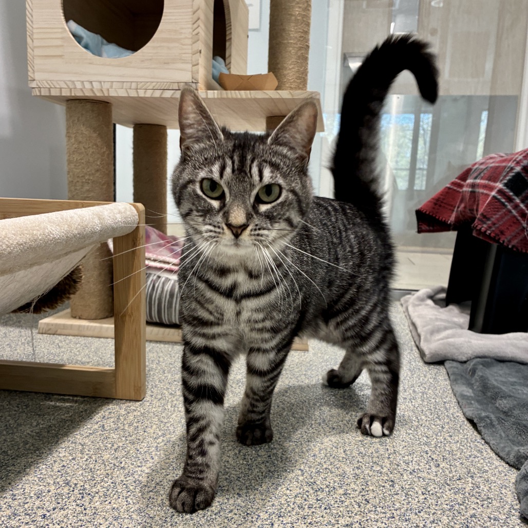 Edmond Domestic Shorthair Grey/Black None