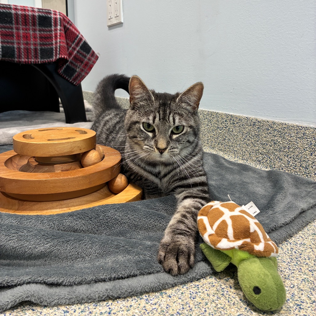 Edmond Domestic Shorthair Grey/Black None