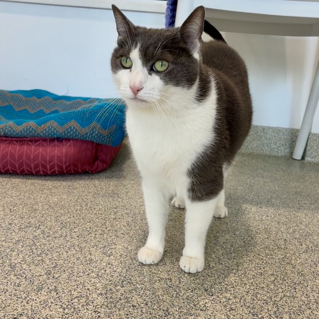 Luna Domestic Shorthair Grey 
