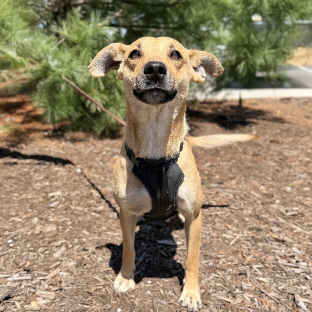 Daisy Mixed Breed (Medium)/Shepherd, German Beige