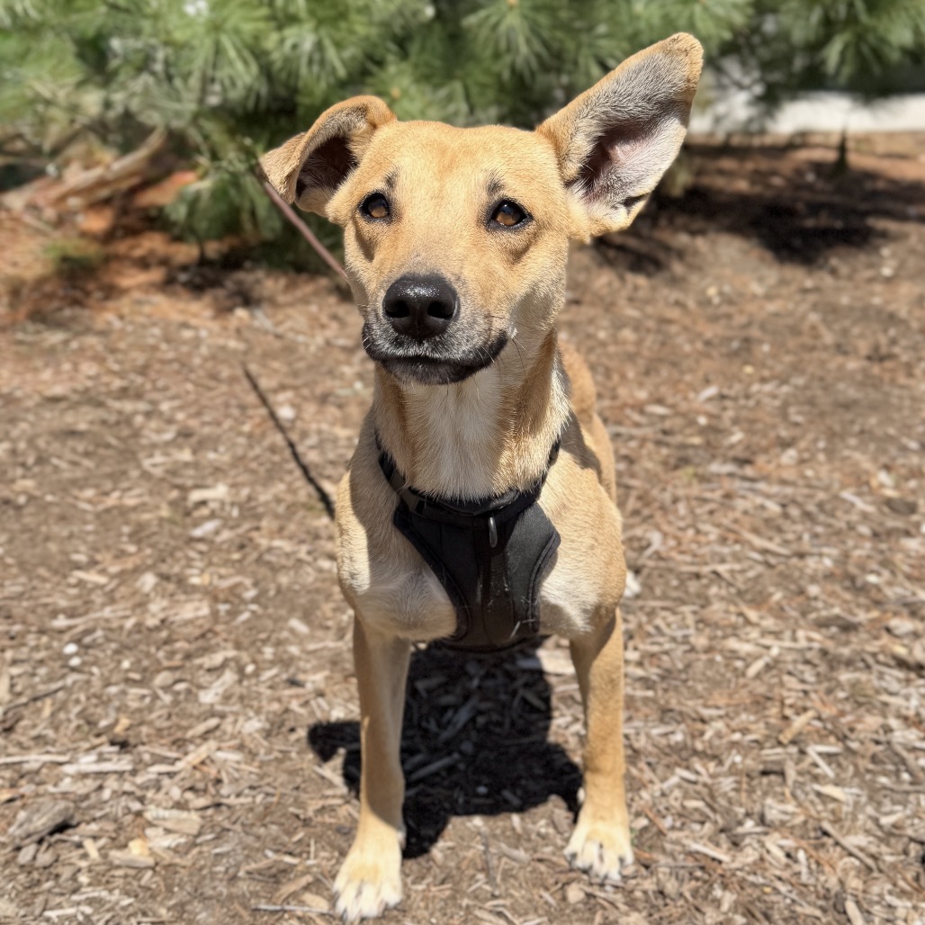 Daisy Mixed Breed (Medium)/Shepherd, German Beige