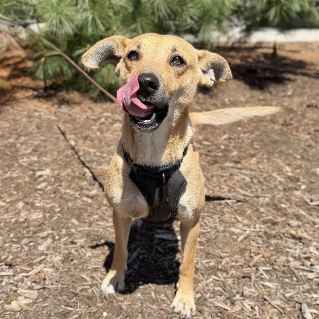 Daisy Mixed Breed (Medium)/Shepherd, German Beige