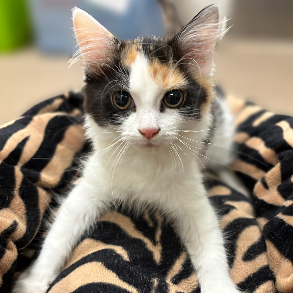 Syrup Domestic Longhair Calico
