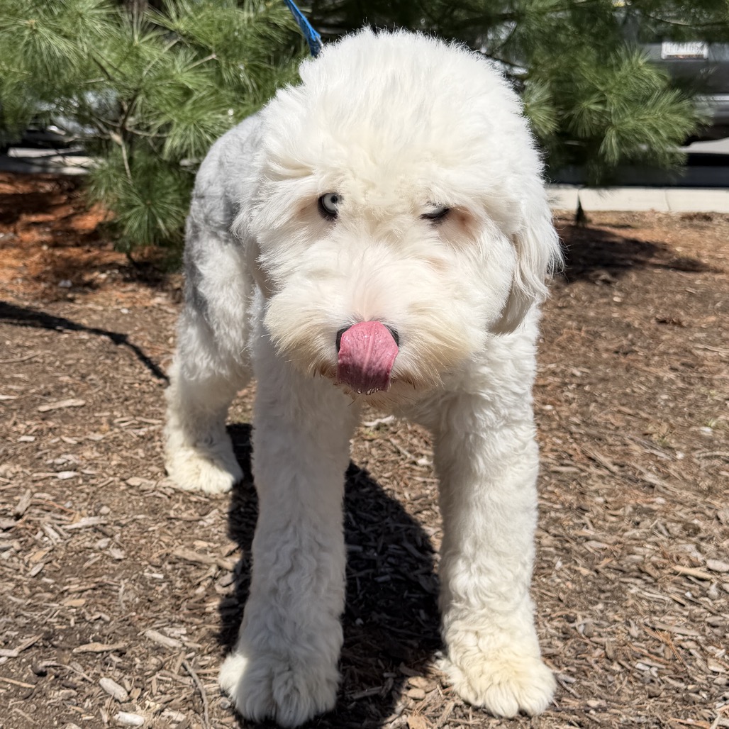 Sparky Sheepdog, Old English White/Grey None