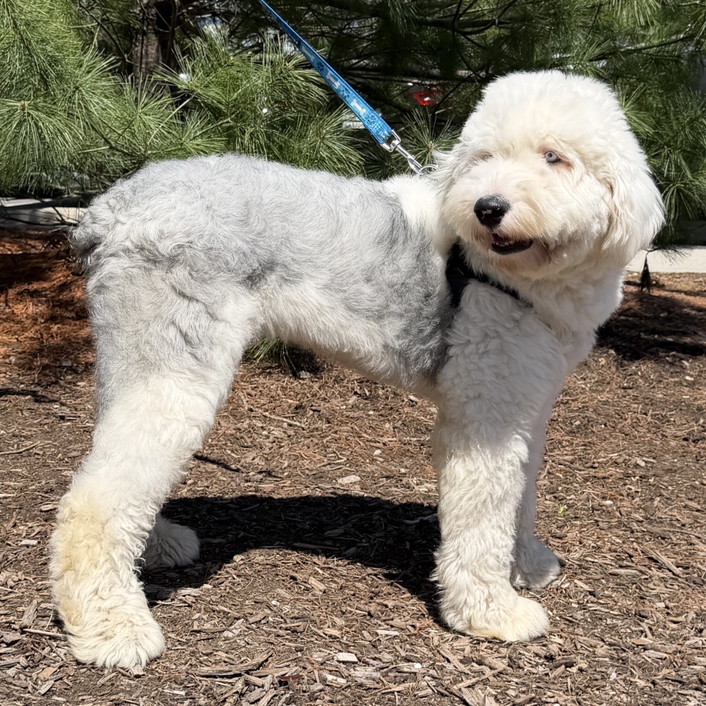 Sparky Sheepdog, Old English White/Grey None