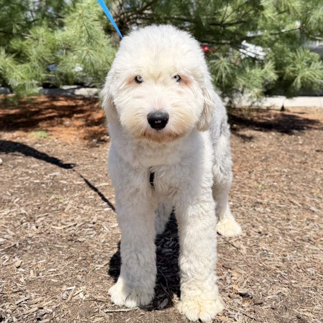 Sparky Sheepdog, Old English White/Grey None