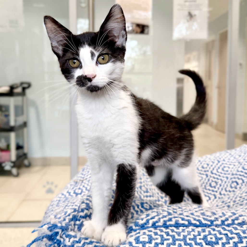 Waffle Domestic Shorthair Black None