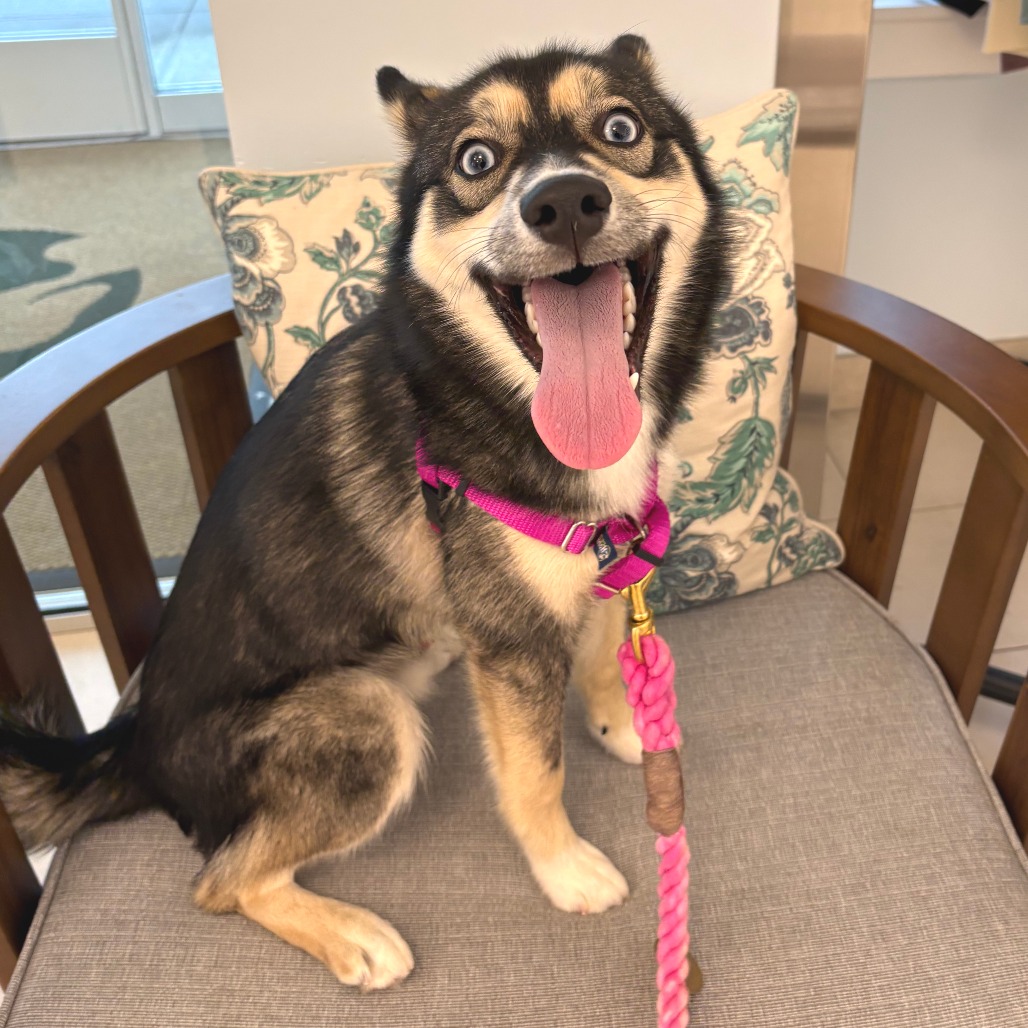Dexter Husky/Pomeranian Black
