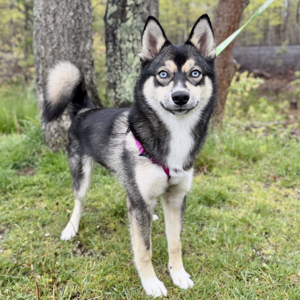 Dexter Husky/Pomeranian Black