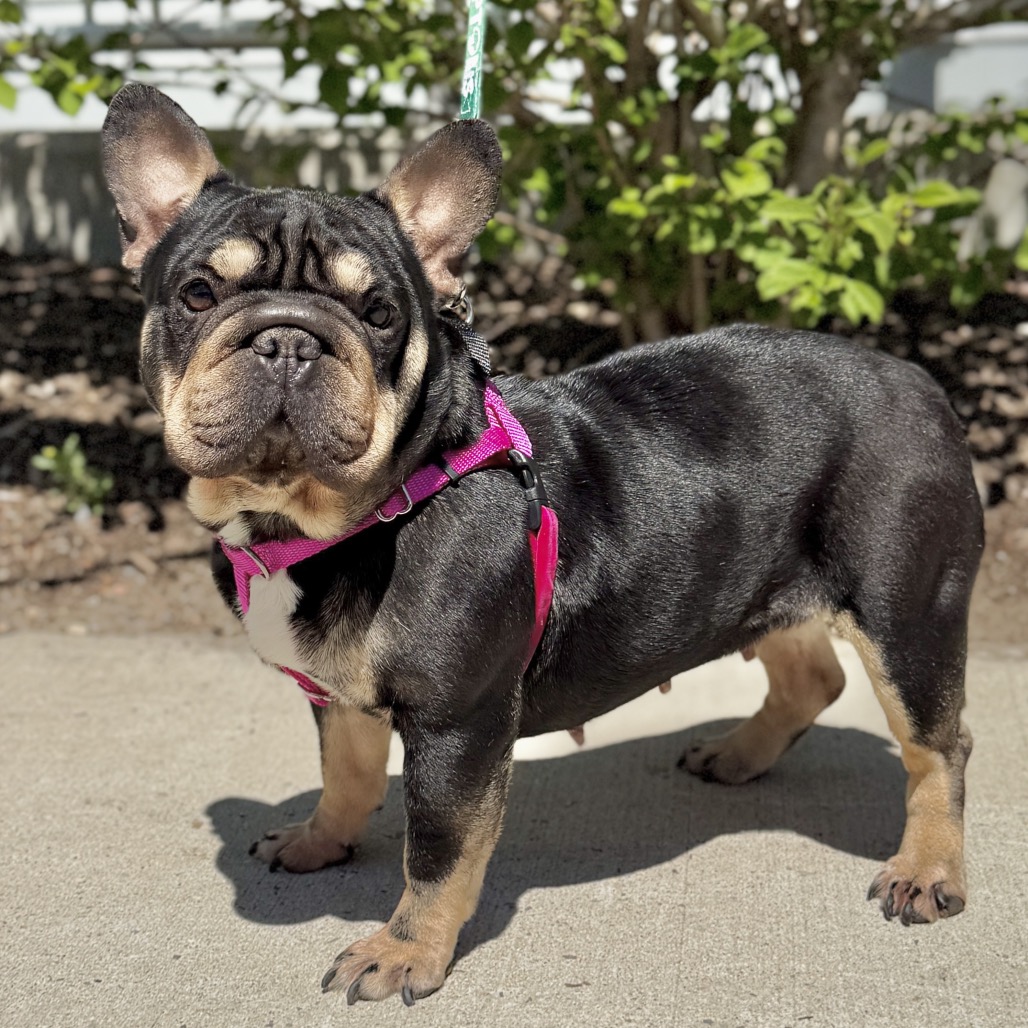 Denali Bulldog, French Black 