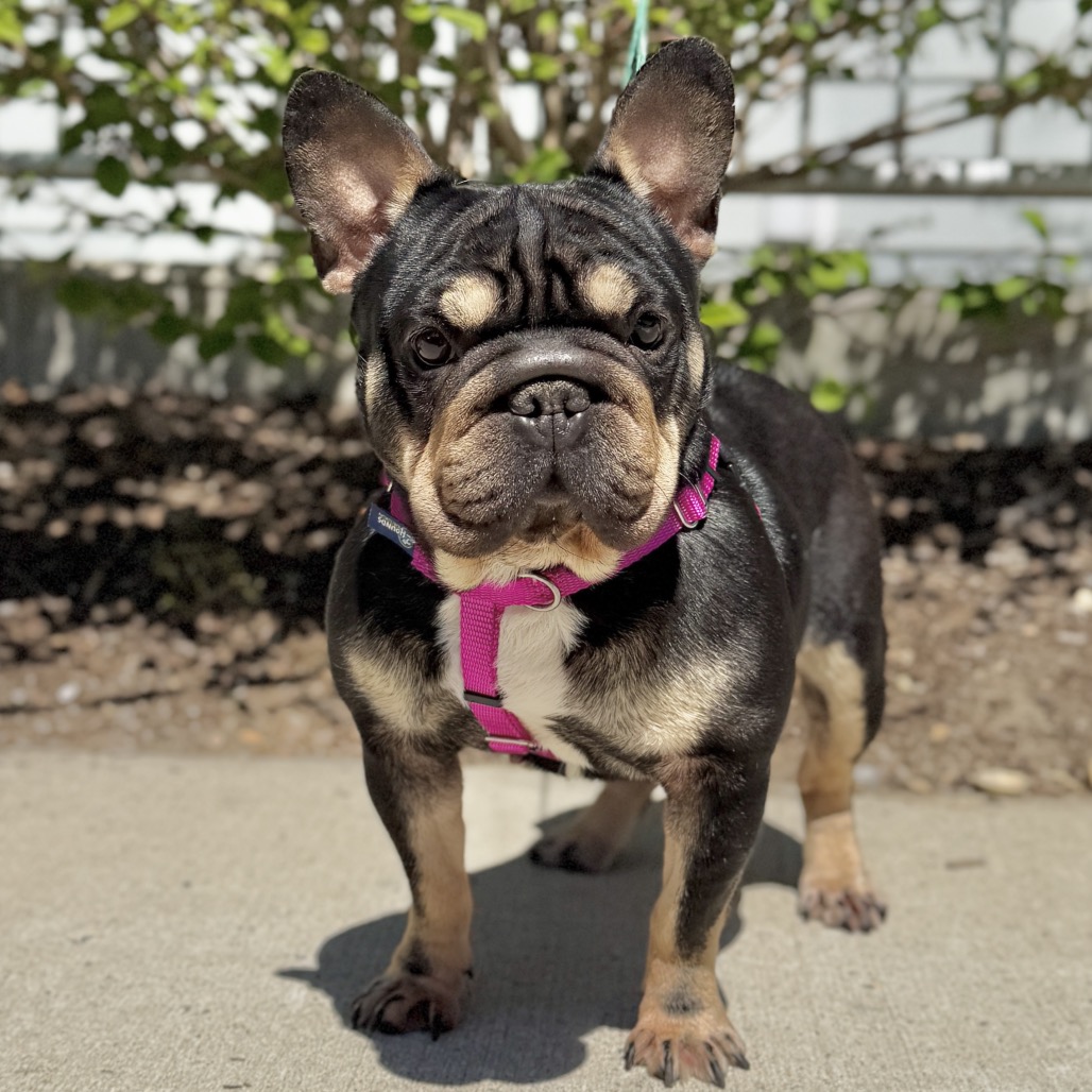 Denali Bulldog, French Black