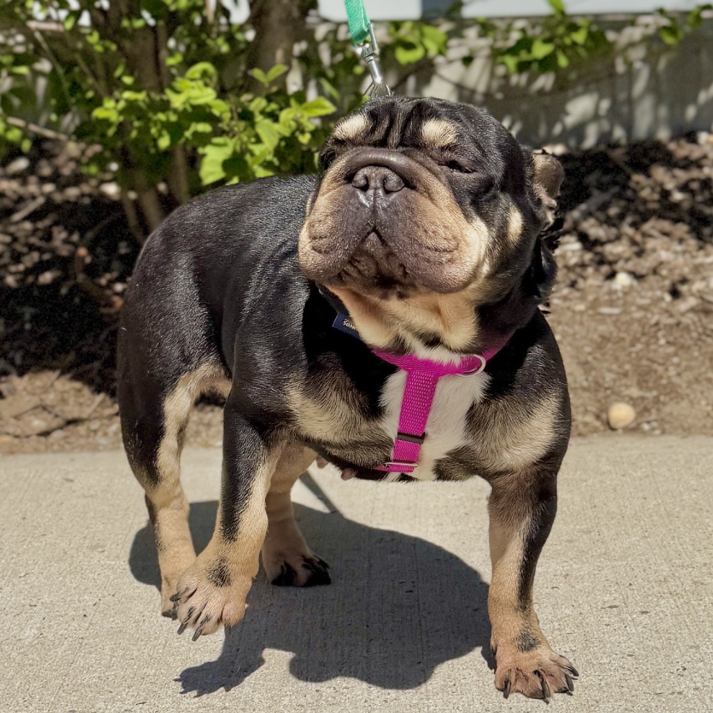 Denali Bulldog, French Black